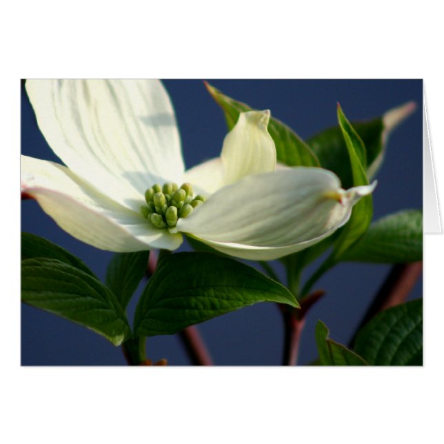 Dogwood Bloom (Voorkant Horizontaal)