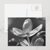 Dogwood Bloom Briefkaart (Voorkant / Achterkant)