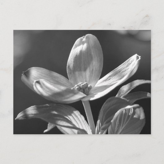 Dogwood Bloom Briefkaart (Voorkant)