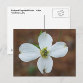 Dogwood Bloom Briefkaart (Voorkant / Achterkant)
