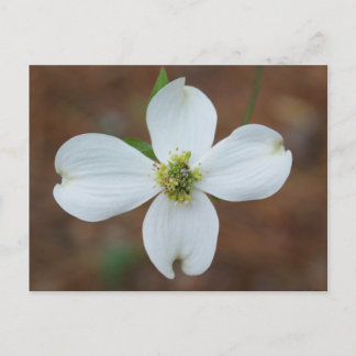 Dogwood Bloom Briefkaart