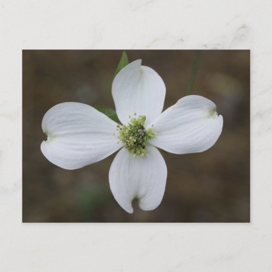 Dogwood Bloom Briefkaart (Voorkant)