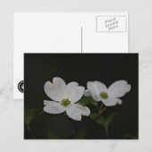 Dogwood Blossom Briefkaart (Voorkant / Achterkant)