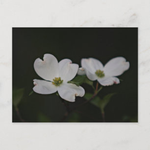Dogwood Blossom Briefkaart