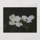 Dogwood Blossom Briefkaart (Voorkant)