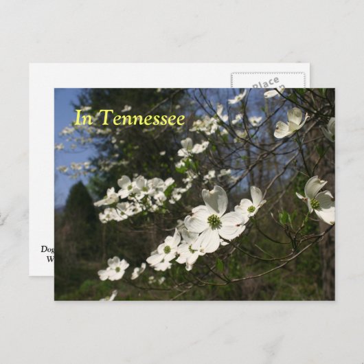 Dogwood Blossom Briefkaart (Voorkant / Achterkant)