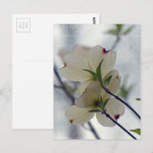 Dogwood Blossom Briefkaart (Voorkant / Achterkant)