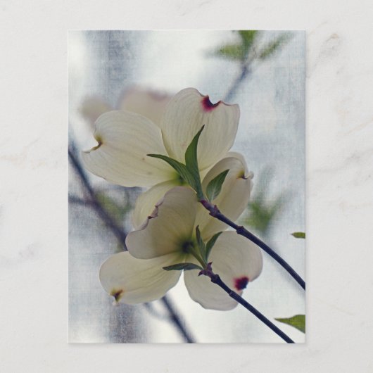 Dogwood Blossom Briefkaart (Voorkant)