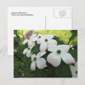 Dogwood Blossom Briefkaart (Voorkant / Achterkant)