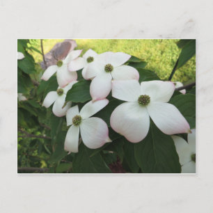 Dogwood Blossom Briefkaart