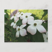 Dogwood Blossom Briefkaart (Voorkant)