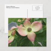 Dogwood Blossom Briefkaart (Voorkant / Achterkant)