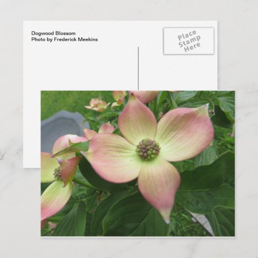 Dogwood Blossom Briefkaart (Voorkant / Achterkant)
