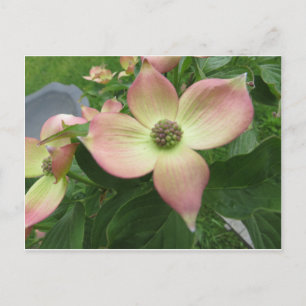 Dogwood Blossom Briefkaart