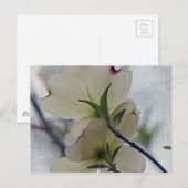 Dogwood Blossom Briefkaart (Voorkant / Achterkant)