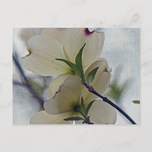 Dogwood Blossom Briefkaart (Voorkant)
