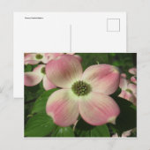 Dogwood Blossom Briefkaart (Voorkant / Achterkant)