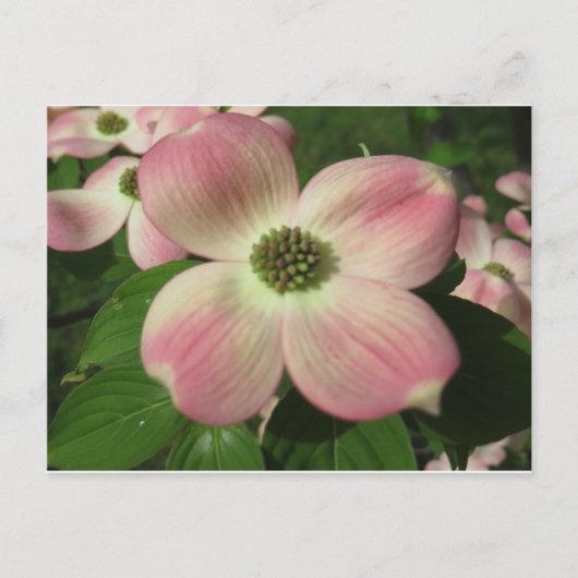 Dogwood Blossom Briefkaart (Voorkant)