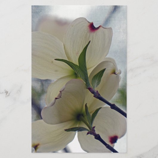 Dogwood Blossom Briefpapier (Voorkant)