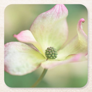 Dogwood Blossom   Cornus Kousa "Miss Satomi" Kartonnen Onderzetters