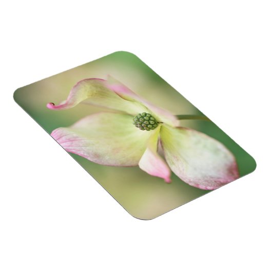 Dogwood Blossom | Cornus Kousa "Miss Satomi" Magneet (Rechterzijde)