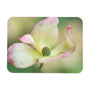 Dogwood Blossom   Cornus Kousa "Miss Satomi" Magneet