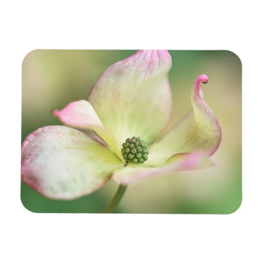 Dogwood Blossom | Cornus Kousa "Miss Satomi" Magneet (Horizontaal)
