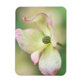 Dogwood Blossom | Cornus Kousa "Miss Satomi" Magneet (Verticaal)