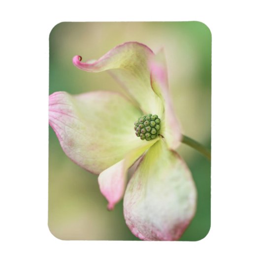 Dogwood Blossom | Cornus Kousa "Miss Satomi" Magneet (Verticaal)