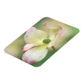 Dogwood Blossom | Cornus Kousa "Miss Satomi" Magneet (Linkerzijde)