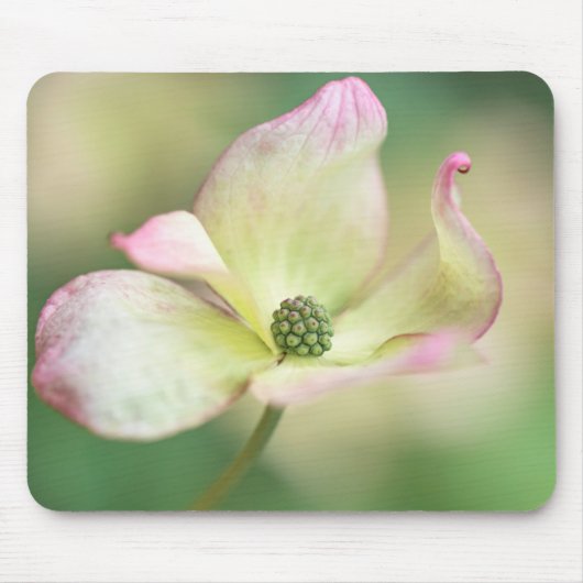 Dogwood Blossom | Cornus Kousa "Miss Satomi" Muismat (Voorkant)