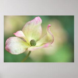 Dogwood Blossom Cornus Kousa "Miss Satomi" Poster