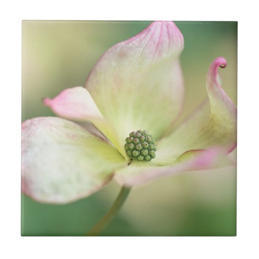 Dogwood Blossom | Cornus Kousa "Miss Satomi" Tegeltje (Voorkant)