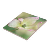 Dogwood Blossom | Cornus Kousa "Miss Satomi" Tegeltje (Zijkant)