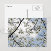 Dogwood Blossom en Blue Sky Briefkaart (Voorkant / Achterkant)