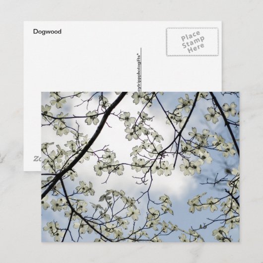 Dogwood Blossom en Blue Sky Briefkaart (Voorkant / Achterkant)