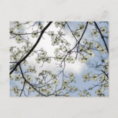 Dogwood Blossom en Blue Sky Briefkaart (Voorkant)