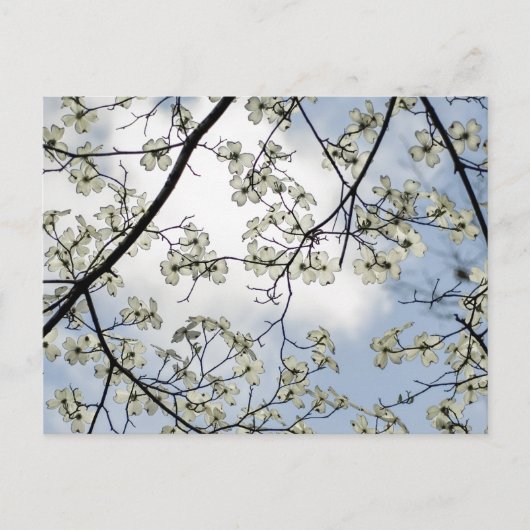 Dogwood Blossom en Blue Sky Briefkaart (Voorkant)