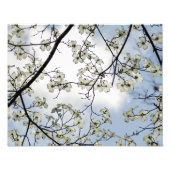 Dogwood Blossom en Blue Sky Foto Afdruk (Voorkant)