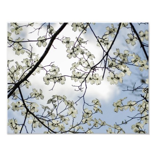 Dogwood Blossom en Blue Sky Foto Afdruk (Voorkant)