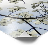 Dogwood Blossom en Blue Sky Foto Afdruk (Hoek)