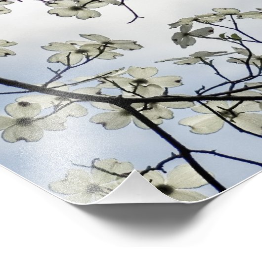 Dogwood Blossom en Blue Sky Foto Afdruk (Hoek)
