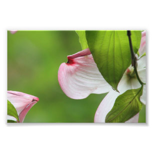 Dogwood blossom foto afdruk