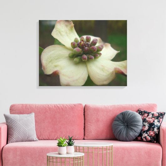Dogwood Blossom Fotografie Canvas Afdruk (Insitu (Woonkamer))