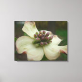 Dogwood Blossom Fotografie Canvas Afdruk (Voorkant)