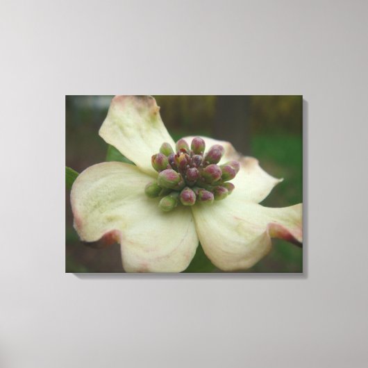 Dogwood Blossom Fotografie Canvas Afdruk (Voorkant)