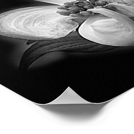 Dogwood Blossom in zwart-wit Poster (Hoek)