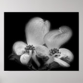 Dogwood Blossom in zwart-wit Poster (Voorkant)