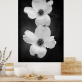 Dogwood Blossom in zwart-wit Poster (Keuken)