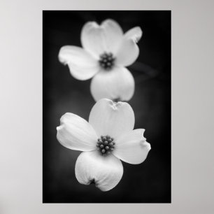Dogwood Blossom in zwart-wit Poster